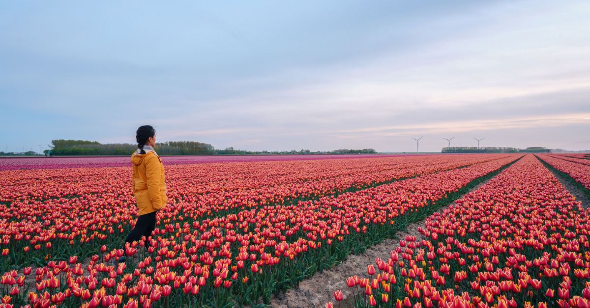Meisje in bloemenveld, tulpen