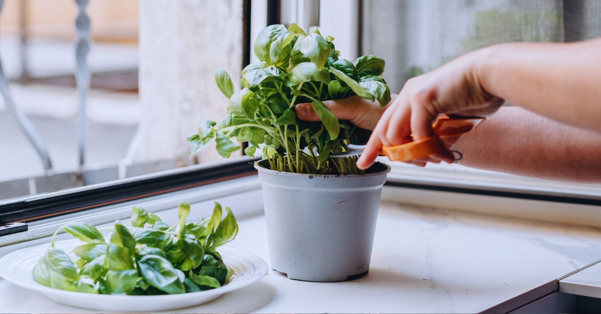 vrouw knipt basilicum plantje af