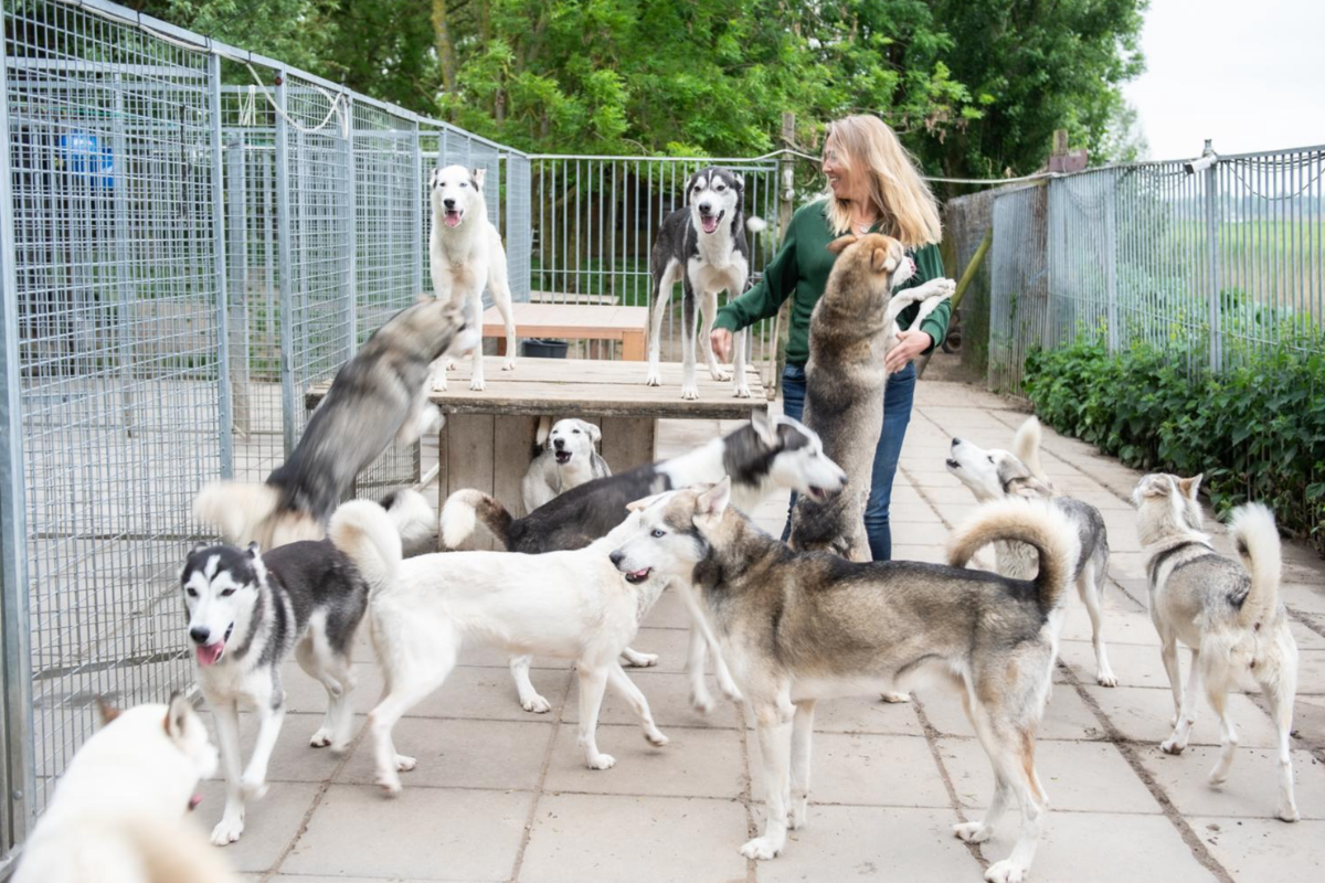Roderick en Anita hebben 18 husky’s: 'Ze hebben allemaal een ander geluid en een ander karakter'