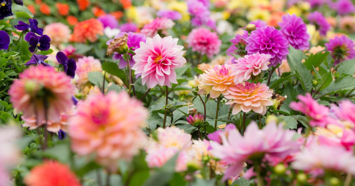 Dahlia's in een veld