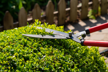 buxus snoeien