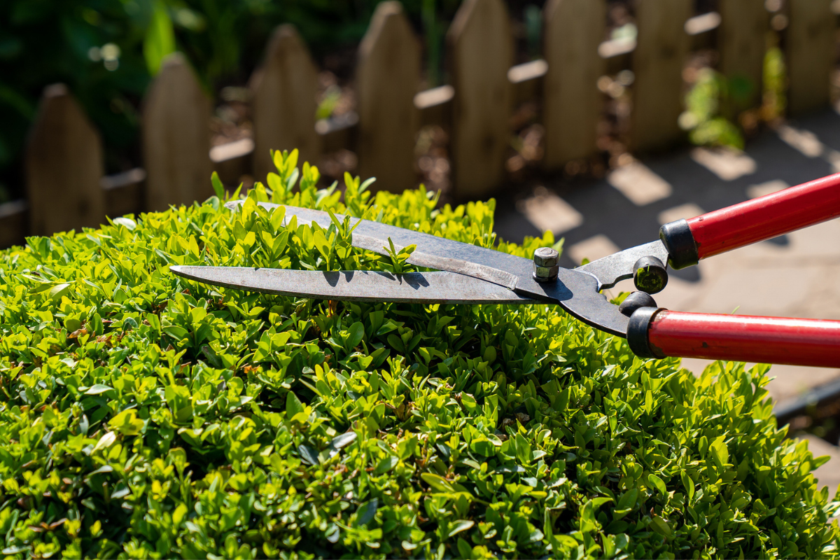 buxus snoeien