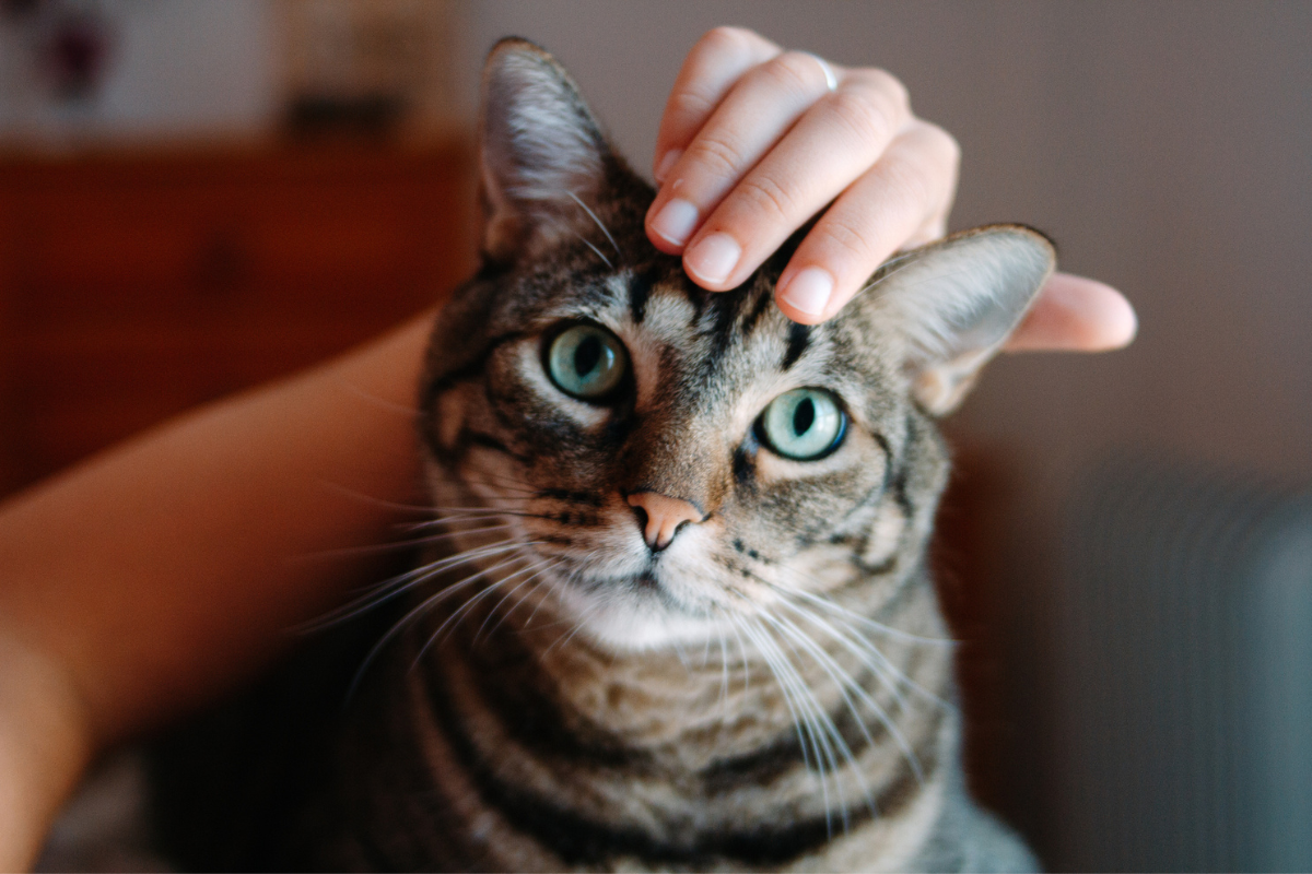 kat