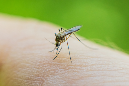 Westnijlvirus in Nederland: hoe gevaarlijk is het en kun je het doorgeven?