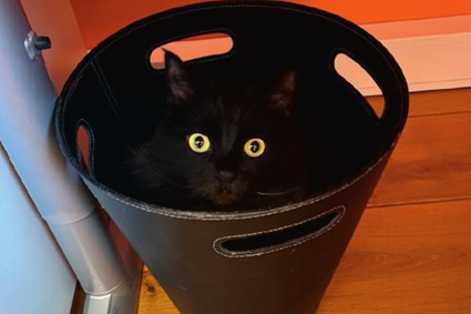 zwarte katten