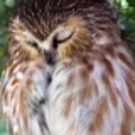 Snoozing_Owl